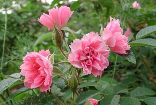 Как обеспечить оптимальную температуру и влажность для роз, укрытых на зиму в Подмосковье. Надо ли укрывать садовые розы перед зимовкой?