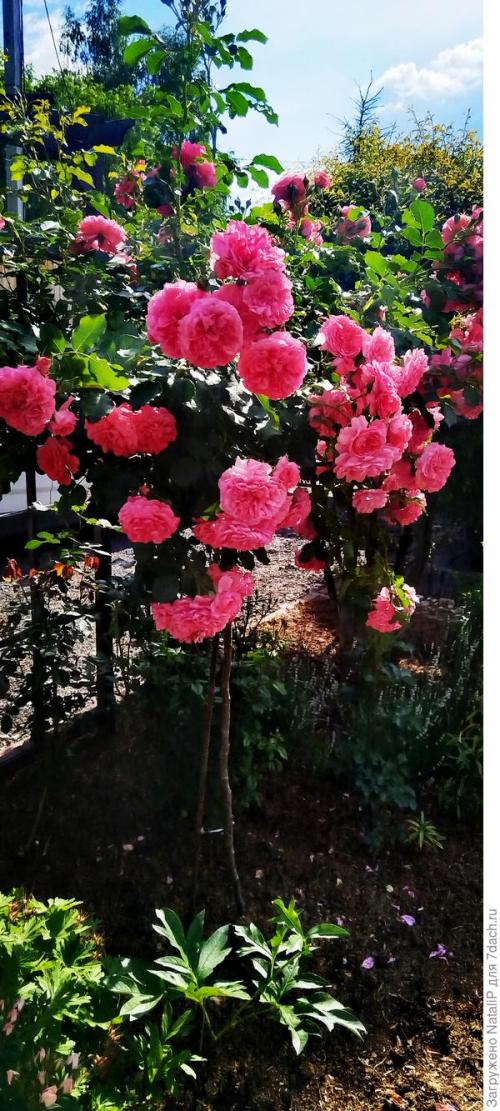 Какие материалы используются для укрытия роз на зиму в Подмосковье. Укрытие роз в Московской области