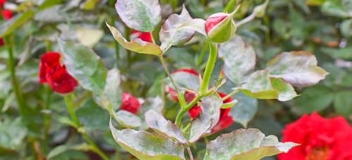 Какие материалы используются для укрытия роз на зиму в Подмосковье