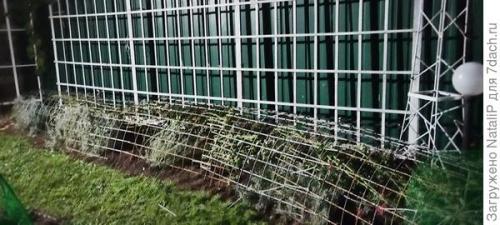 Какие материалы используются для укрытия роз на зиму в Подмосковье. Укрытие роз в Московской области