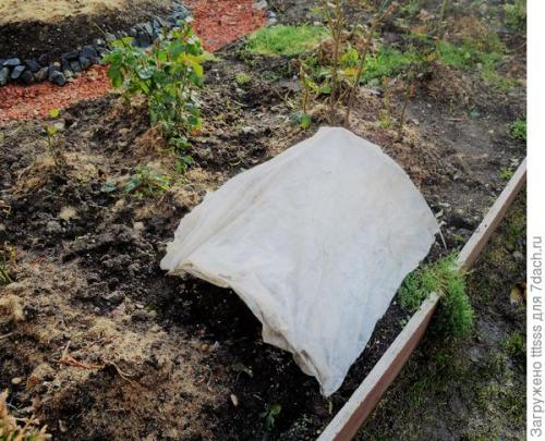 Как избежать повреждений укрытия роз на зиму от снега и ветра. Защита роз от тяжёлого снега