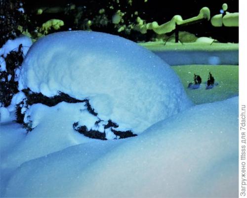 Как избежать повреждений укрытия роз на зиму от снега и ветра. Защита роз от тяжёлого снега