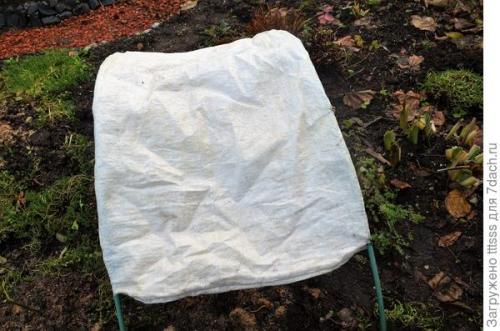 Как избежать повреждений укрытия роз на зиму от снега и ветра. Защита роз от тяжёлого снега