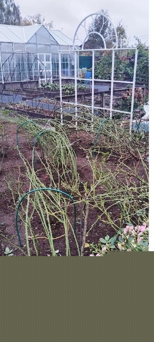Какие материалы используются для укрытия роз на зиму в Подмосковье. Укрытие роз в Московской области
