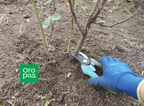 Защита роз от морозов: проверенные методы укрытия в Подмосковье 13 Защита роз от морозов: проверенные методы укрытия в Подмосковье 13