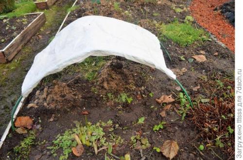 Как избежать повреждений укрытия роз на зиму от снега и ветра. Защита роз от тяжёлого снега