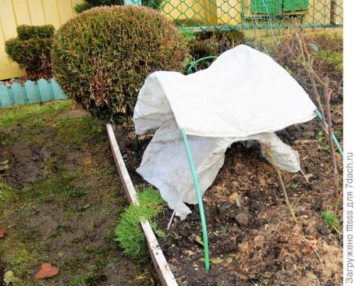 Какие материалы используются для укрытия роз на зиму в Подмосковье