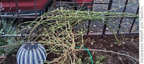 Какие материалы используются для укрытия роз на зиму в Подмосковье. Укрытие роз в Московской области