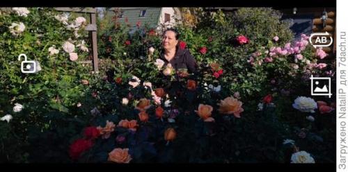 Какие материалы используются для укрытия роз на зиму в Подмосковье