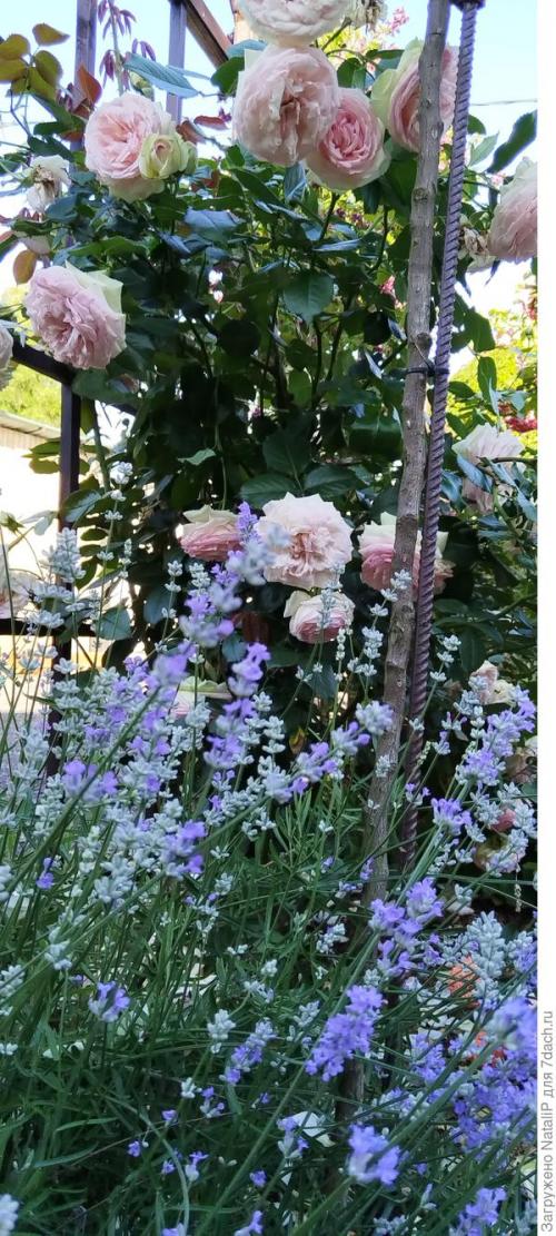 Какие материалы используются для укрытия роз на зиму в Подмосковье