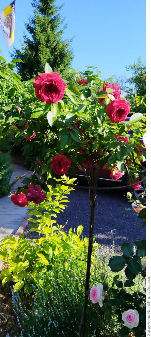 Какие материалы используются для укрытия роз на зиму в Подмосковье. Укрытие роз в Московской области