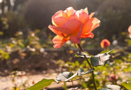 Как обеспечить оптимальную температуру и влажность для роз, укрытых на зиму в Подмосковье. Надо ли укрывать садовые розы перед зимовкой?