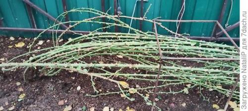 Какие материалы используются для укрытия роз на зиму в Подмосковье. Укрытие роз в Московской области