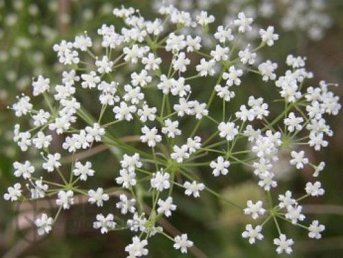 Дахц трава, что это. Трава от тысячи болезней 10