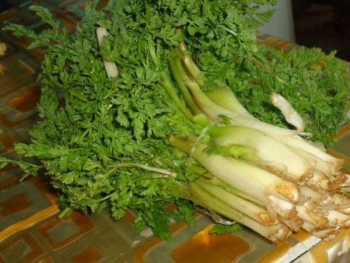 Дахц трава, что это. Трава от тысячи болезней 09