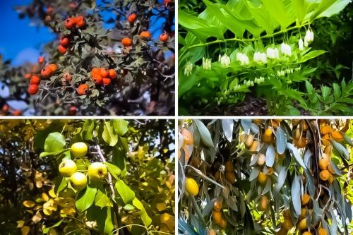 Армянские травы съедобные. Съедобные растения