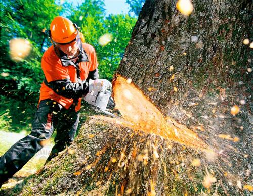 Можно ли пилить березу. Народные приметы про березу 05