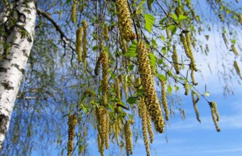 Засохла береза примета. Почему нельзя сажать березу возле дома: народные приметы и поверья
