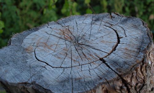 Можно ли пилить березу. Народные приметы про березу 03