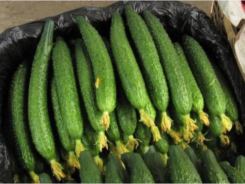 Какие особенности имеют сорта огурцов, пригодные для выращивания в северо-западных регионах. Описания лучших сортов огурцов для Севера и особенности выращивания