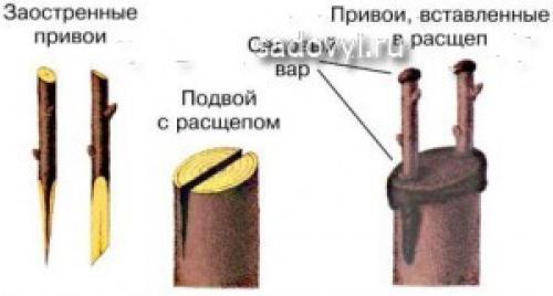 Как обрезать березу, чтобы она стала плакучей
