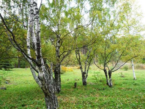 Как обрезать березу, чтобы она стала плакучей 05