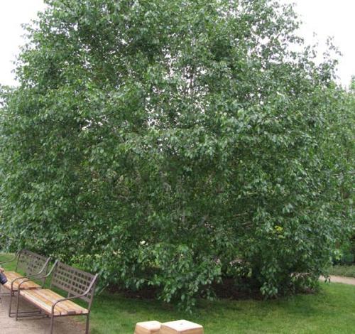 Как обрезать березу, чтобы она стала плакучей 06