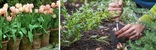 Как часто нужно удобрять корзину Поли Сад для посадки цветочных луковиц