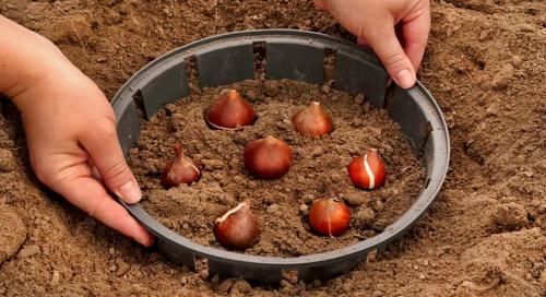 Как часто нужно удобрять корзину Поли Сад для посадки цветочных луковиц