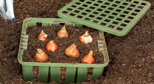 Как часто нужно удобрять корзину Поли Сад для посадки цветочных луковиц