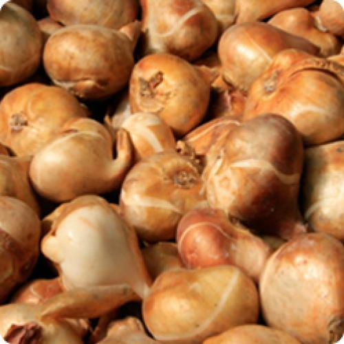 Как часто нужно удобрять корзину Поли Сад для посадки цветочных луковиц