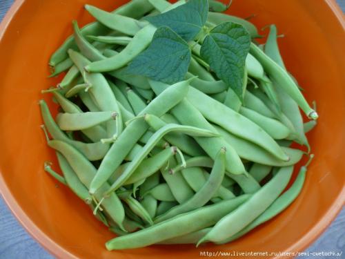 Квашеная турша на зиму. — Статистика