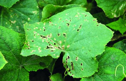 Какие виды грибов могут вызывать желтые пятна на листьях огурцов. Бактериоз огурцов