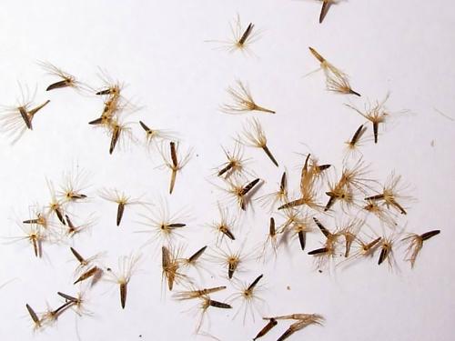 Стевия: как вырастить и ухаживать за этим полезным растением 13 Стевия: как вырастить и ухаживать за этим полезным растением 13