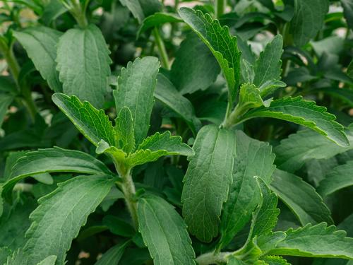 Как обеспечить оптимальное увлажнение стевии