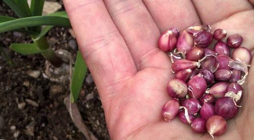 Где лучше сажать чеснок в тени или на солнце. Способы посадки чеснока