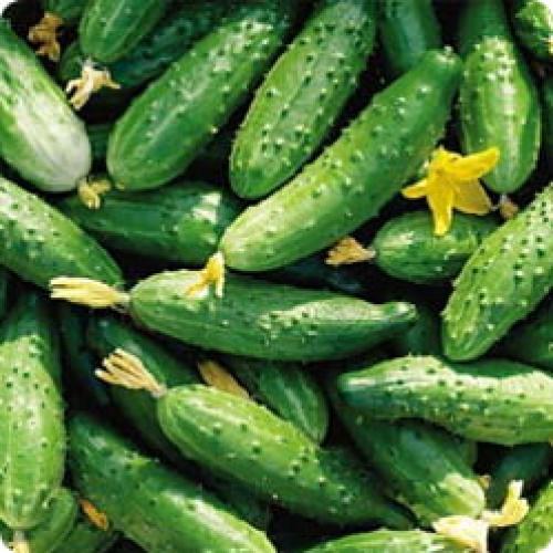 Какие сорта огурцов рекомендуются для выращивания в коммерческих целях. НА ЧТО ОБРАЩАТЬ ВНИМАНИЕ ПРИ ВЫБОРЕ СЕМЯН ОГУРЦОВ ДЛЯ ТЕПЛИЦЫ