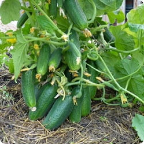 Какие сорта огурцов рекомендуются для выращивания в коммерческих целях. НА ЧТО ОБРАЩАТЬ ВНИМАНИЕ ПРИ ВЫБОРЕ СЕМЯН ОГУРЦОВ ДЛЯ ТЕПЛИЦЫ