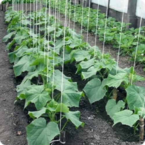 Какие сорта огурцов рекомендуются для выращивания в коммерческих целях. НА ЧТО ОБРАЩАТЬ ВНИМАНИЕ ПРИ ВЫБОРЕ СЕМЯН ОГУРЦОВ ДЛЯ ТЕПЛИЦЫ