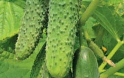 Какие сорта огурцов имеют наибольшую устойчивость к неблагоприятным погодным условиям