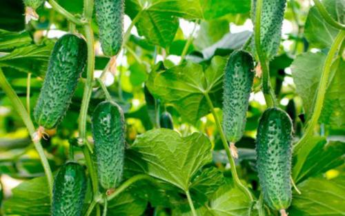 Какие сорта огурцов имеют наибольшую устойчивость к засухе. 10 морозоустойчивых сортов огурцов, которые можно выращивать без рассады
