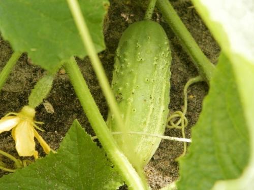 Какие сорта огурцов имеют наибольшую устойчивость к засухе. 10 морозоустойчивых сортов огурцов, которые можно выращивать без рассады