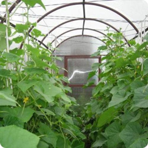 Какие сорта огурцов рекомендуются для выращивания в коммерческих целях. НА ЧТО ОБРАЩАТЬ ВНИМАНИЕ ПРИ ВЫБОРЕ СЕМЯН ОГУРЦОВ ДЛЯ ТЕПЛИЦЫ