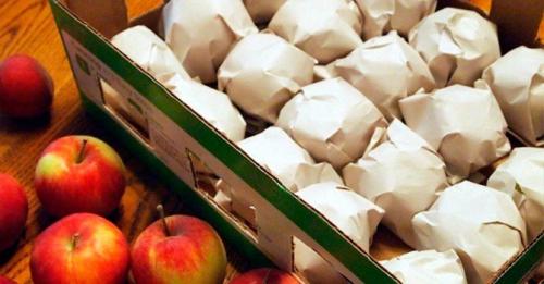 Когда закладывать яблоки на хранение. Как хранить яблоки: создаем оптимальную температуру для хранения зимой + правильно выбираем тару