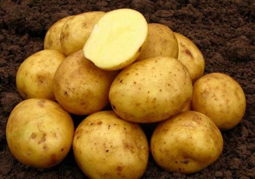 Сорта картофеля по алфавиту. Урожайные сорта картофеля 2022 — описание с фото
