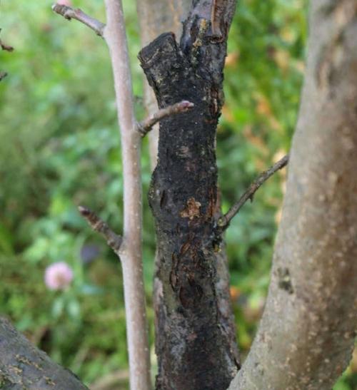 Почему сохнут ветки у плодовых деревьев. Вымокание корней