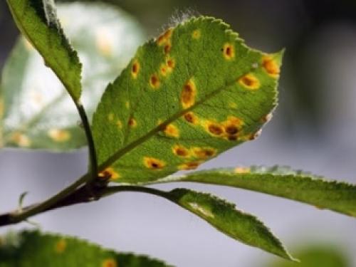 Основные болезни яблонь и их лечение. Болезни яблонь: описание с фото, методы борьбы 02 Основные болезни яблонь и их лечение. Болезни яблонь: описание с фото, методы борьбы 02