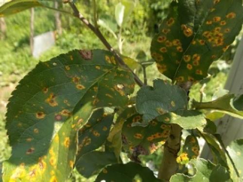 Основные болезни яблонь и их лечение. Болезни яблонь: описание с фото, методы борьбы 05 Основные болезни яблонь и их лечение. Болезни яблонь: описание с фото, методы борьбы 05