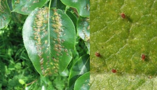 Основные болезни яблонь и их лечение. Болезни яблонь: описание с фото, методы борьбы 25 Основные болезни яблонь и их лечение. Болезни яблонь: описание с фото, методы борьбы 25