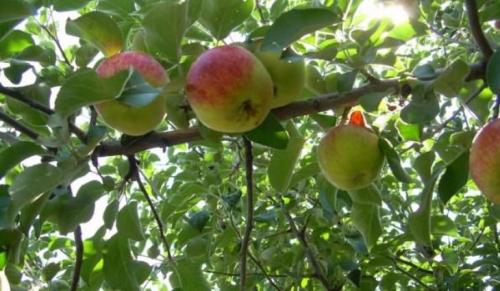 Почему сохнут ветки у яблони и как с этим бороться. На яблоне сохнут ветки: что не так с растением и как ему помочь 07